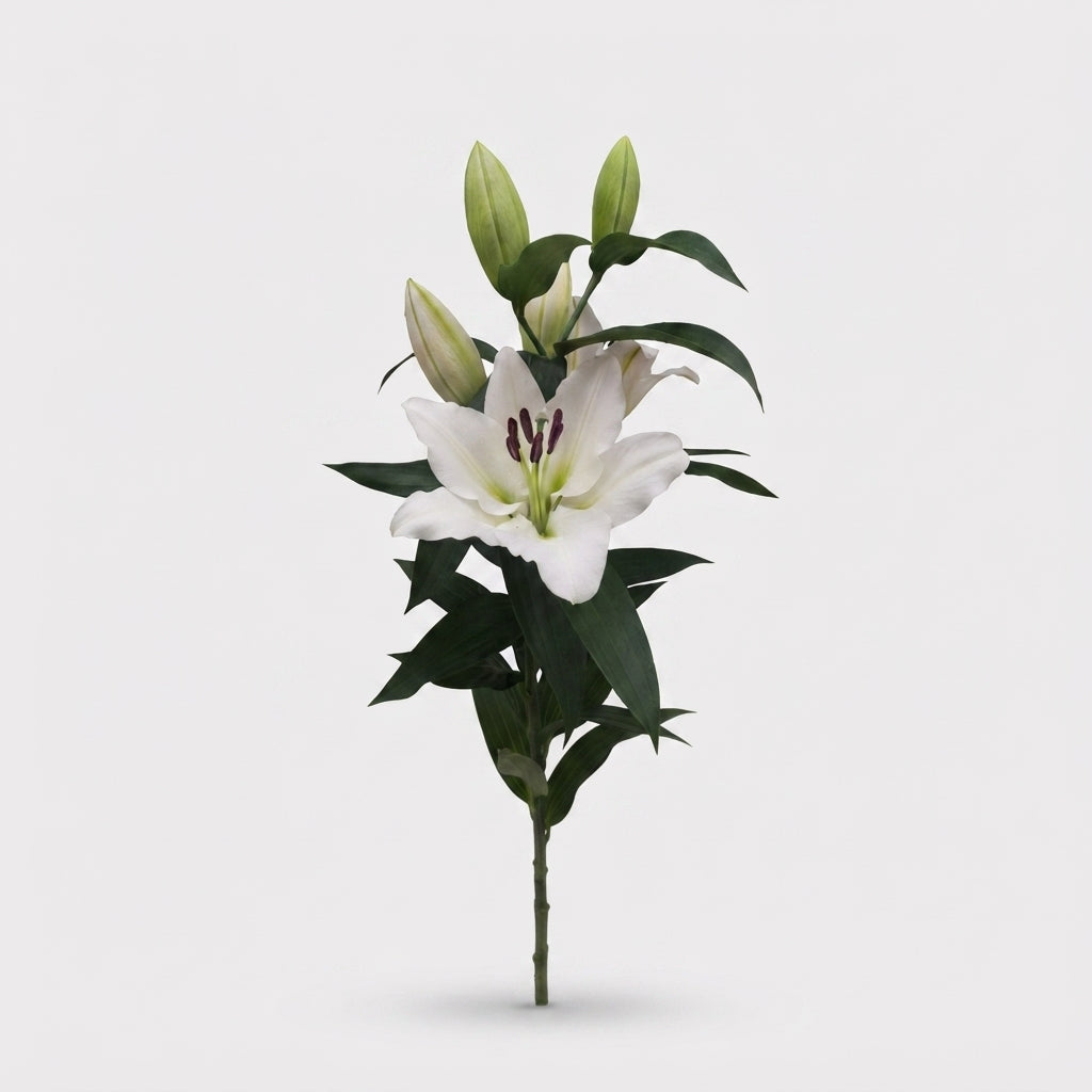 Lily - Lilium - Tisento