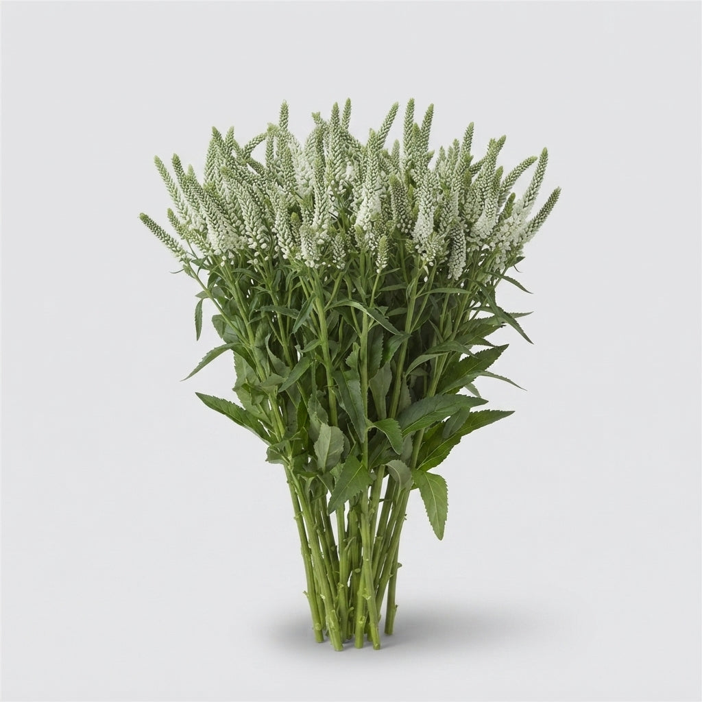 White Veronica Smart Wave Cut Flowers – 50cm Stems
