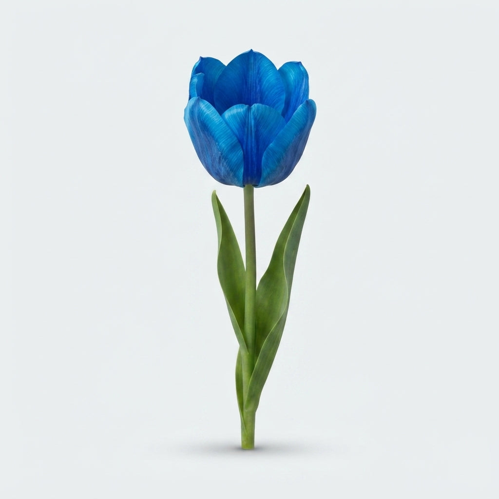 Tulip Dyed Blue Curacao – Blue Tulipa, Bunch of 50