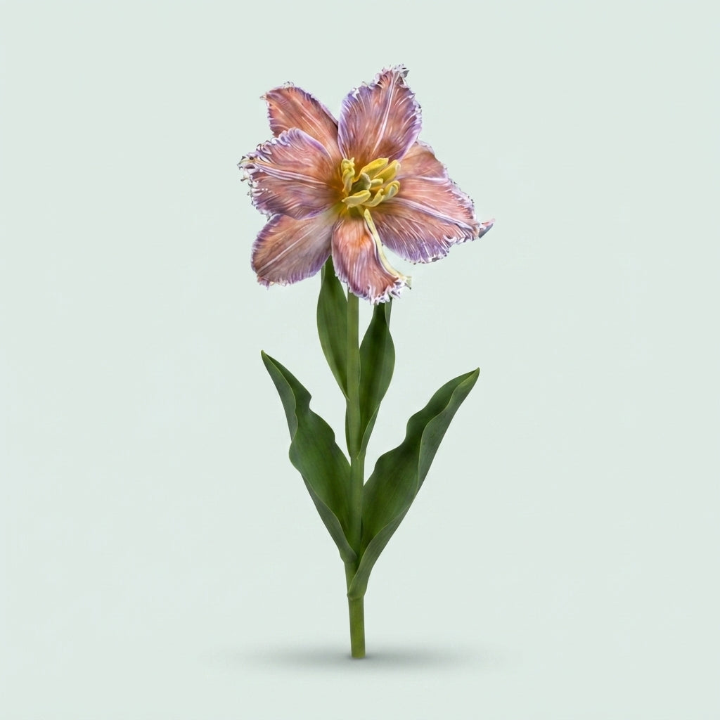 Tulip - Tulipa - Brownies