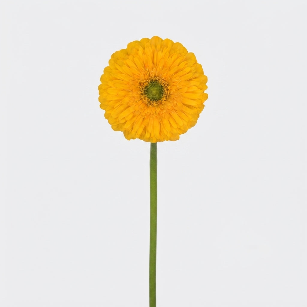 Gerbera Large Honey Ball