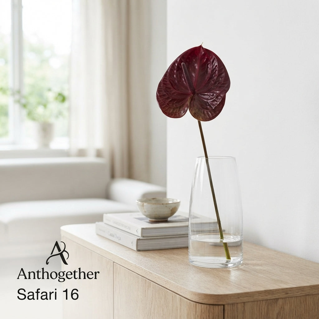 Burgundy Anthurium Safari – 35cm Stems
