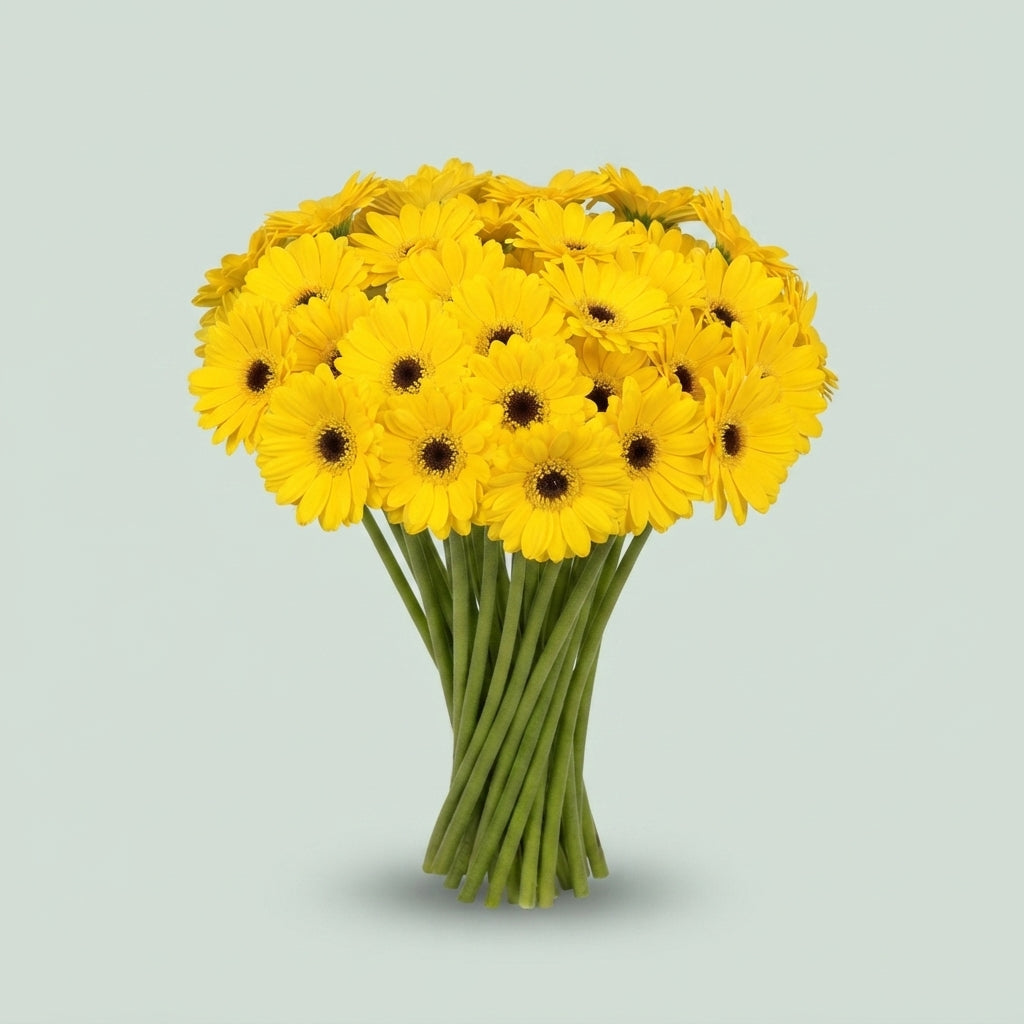 Germini Sunshine