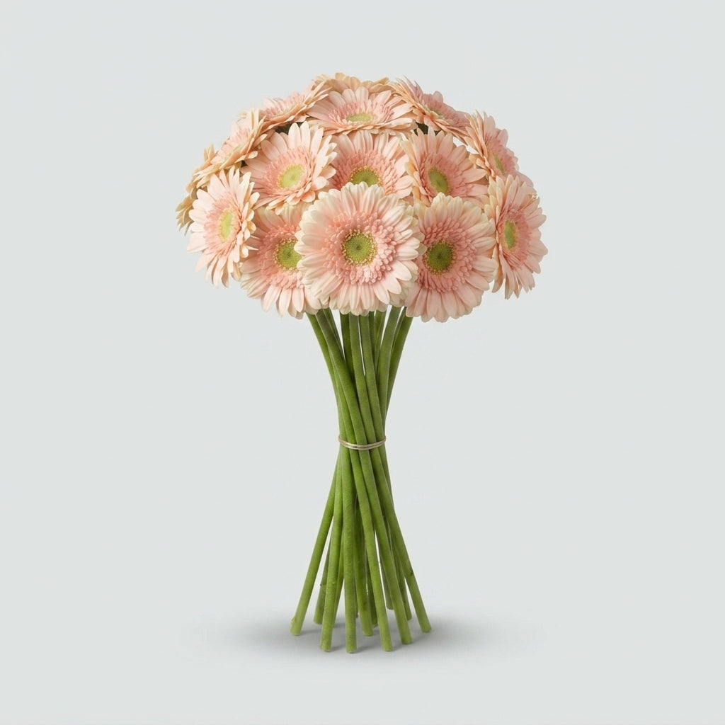 Gerbera Large Carlita
