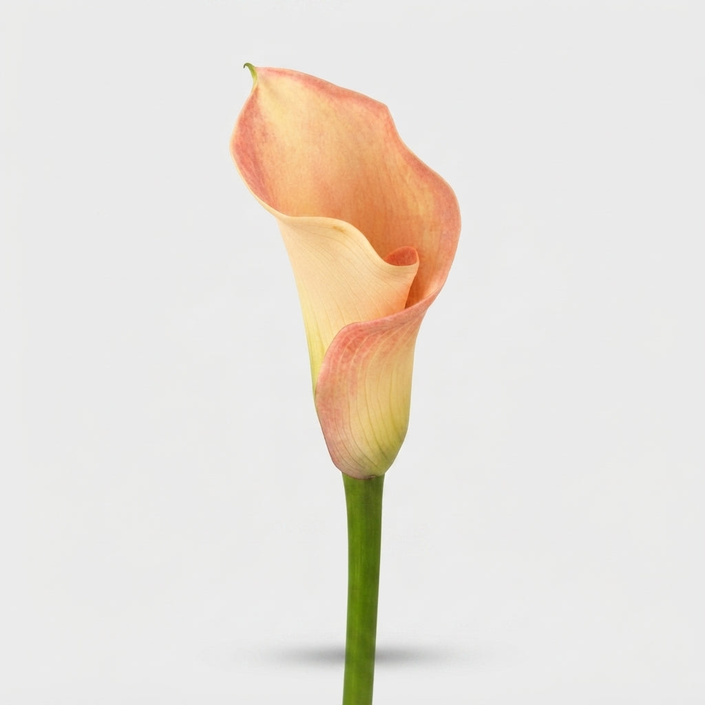 Calla Lily - Zantedeschia - Captain Rosette