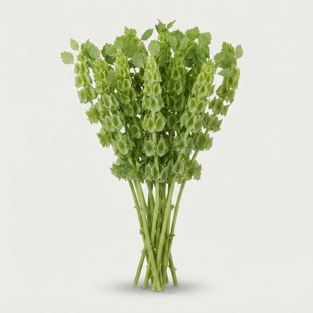Moluccella - Moluccella - laevis
