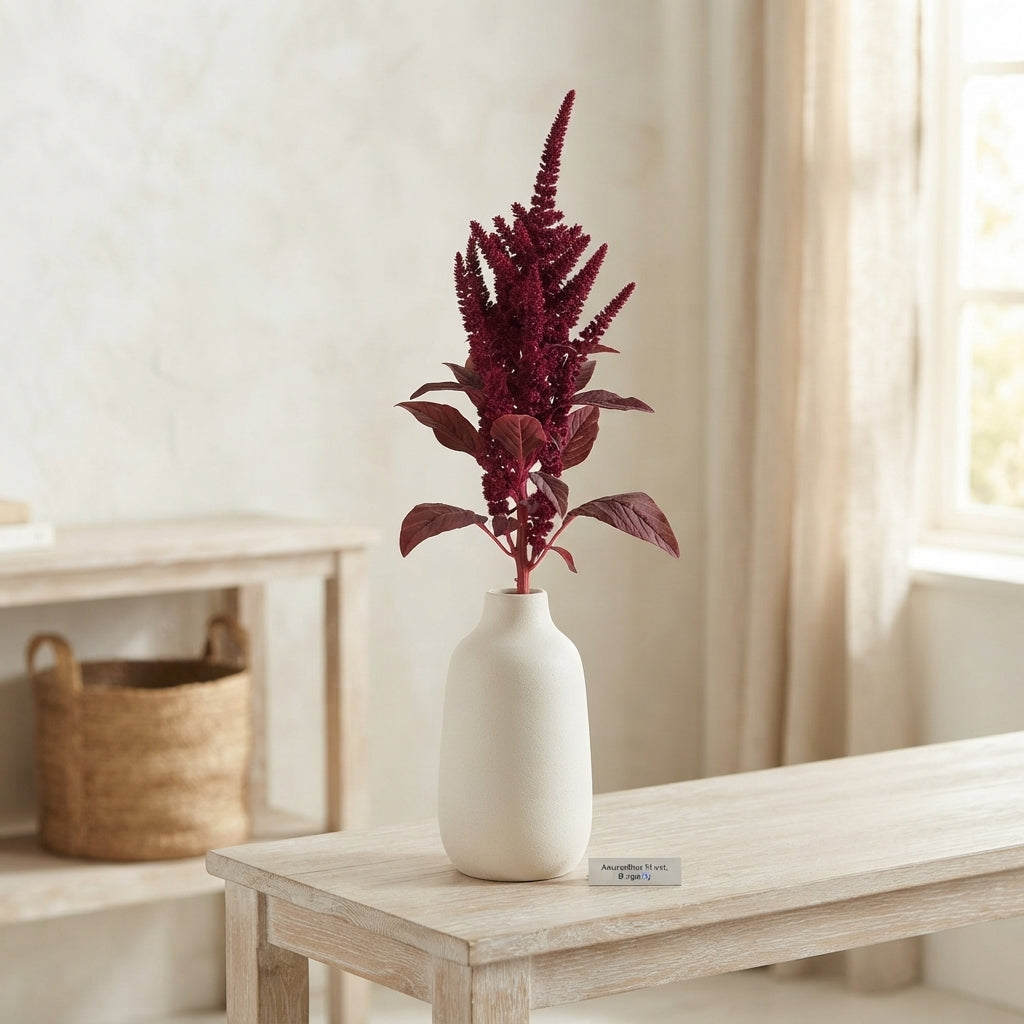Burgundy Amaranthus Velvet – 70cm Stems