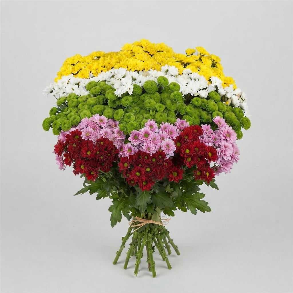 Spray Chrysanthemum - Chrysanthemum (Indicum Grp) - Santini Mix