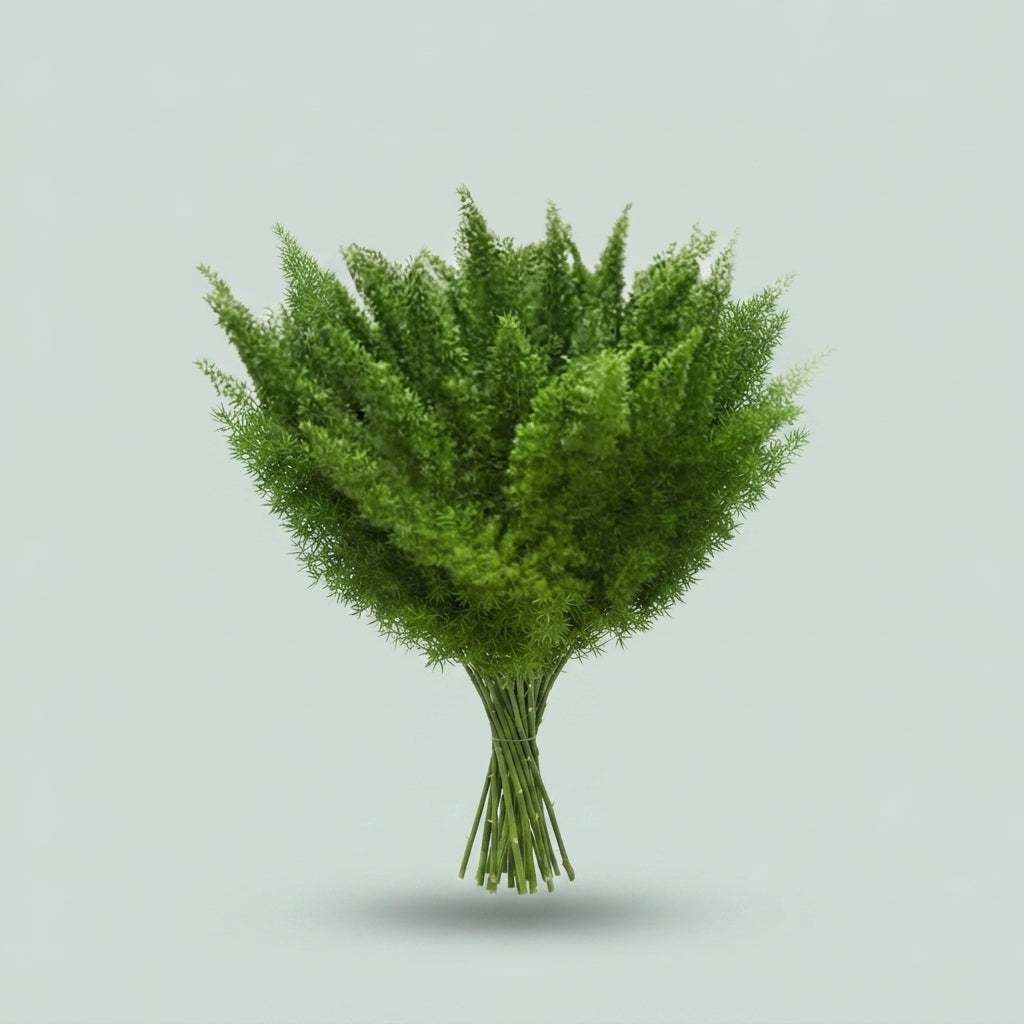 Asparagus Foliage - Asparagus - Myers