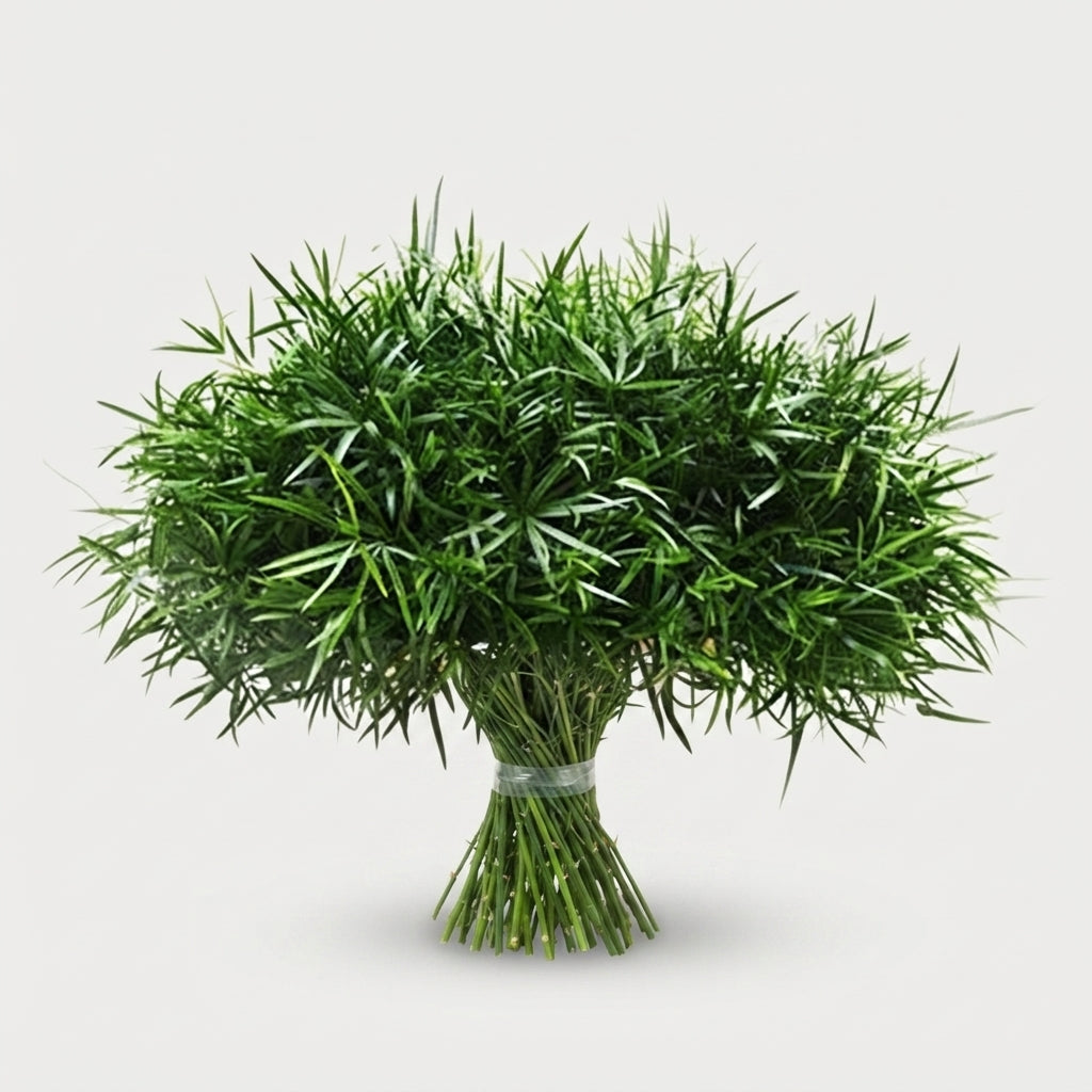 Asparagus Foliage - Asparagus - Falcatus