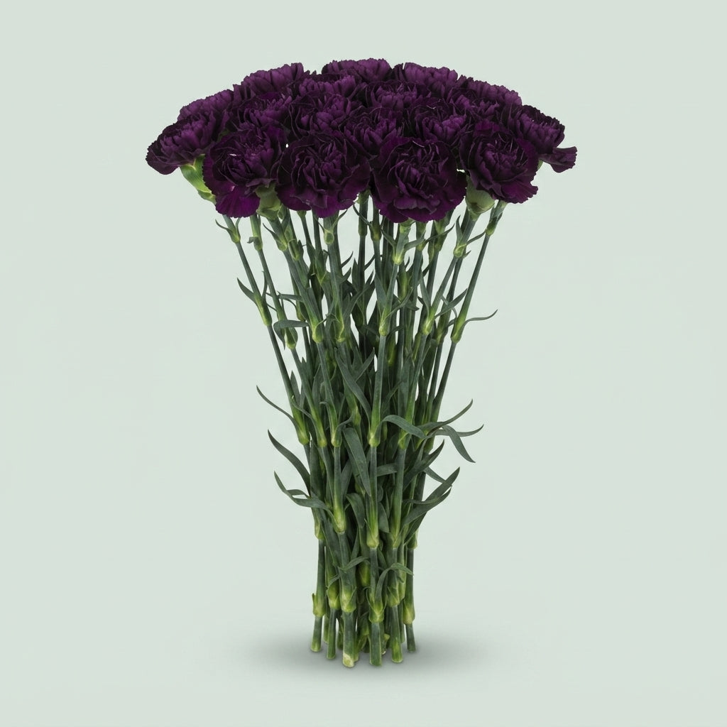Standard Carnation - Dianthus - Florigene Moonvista