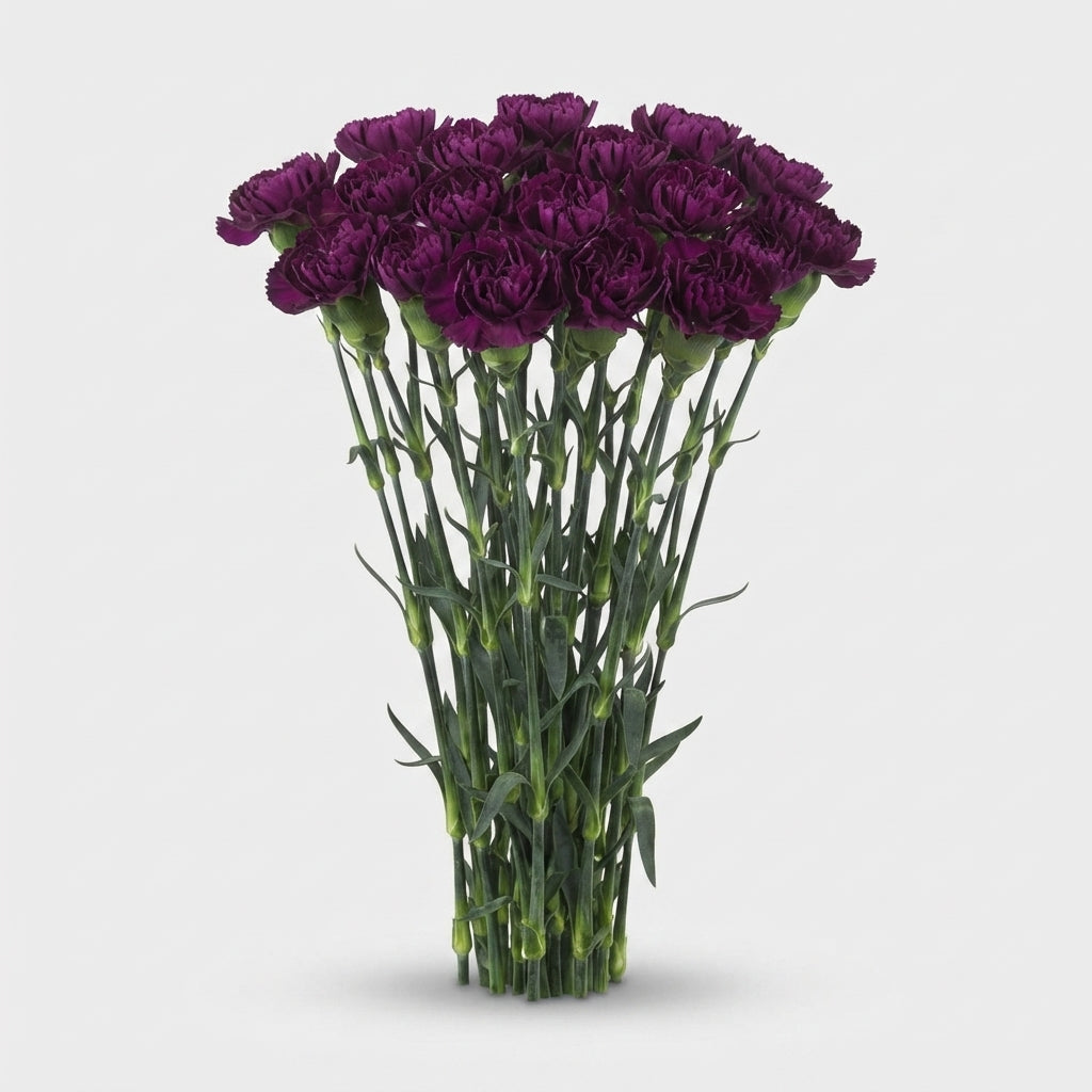 Carnation - Dianthus - Florigene Moontea