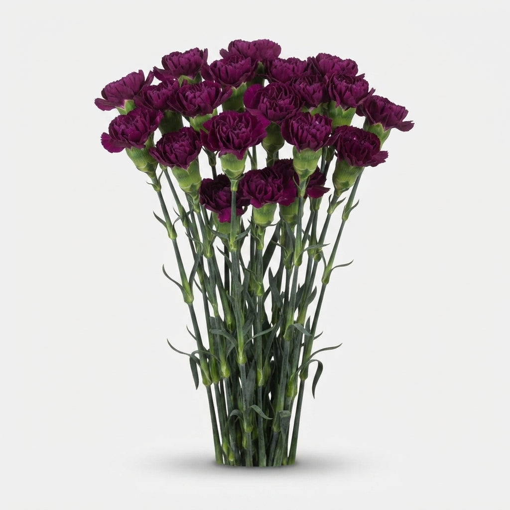 Standard Carnation - Dianthus - Golem