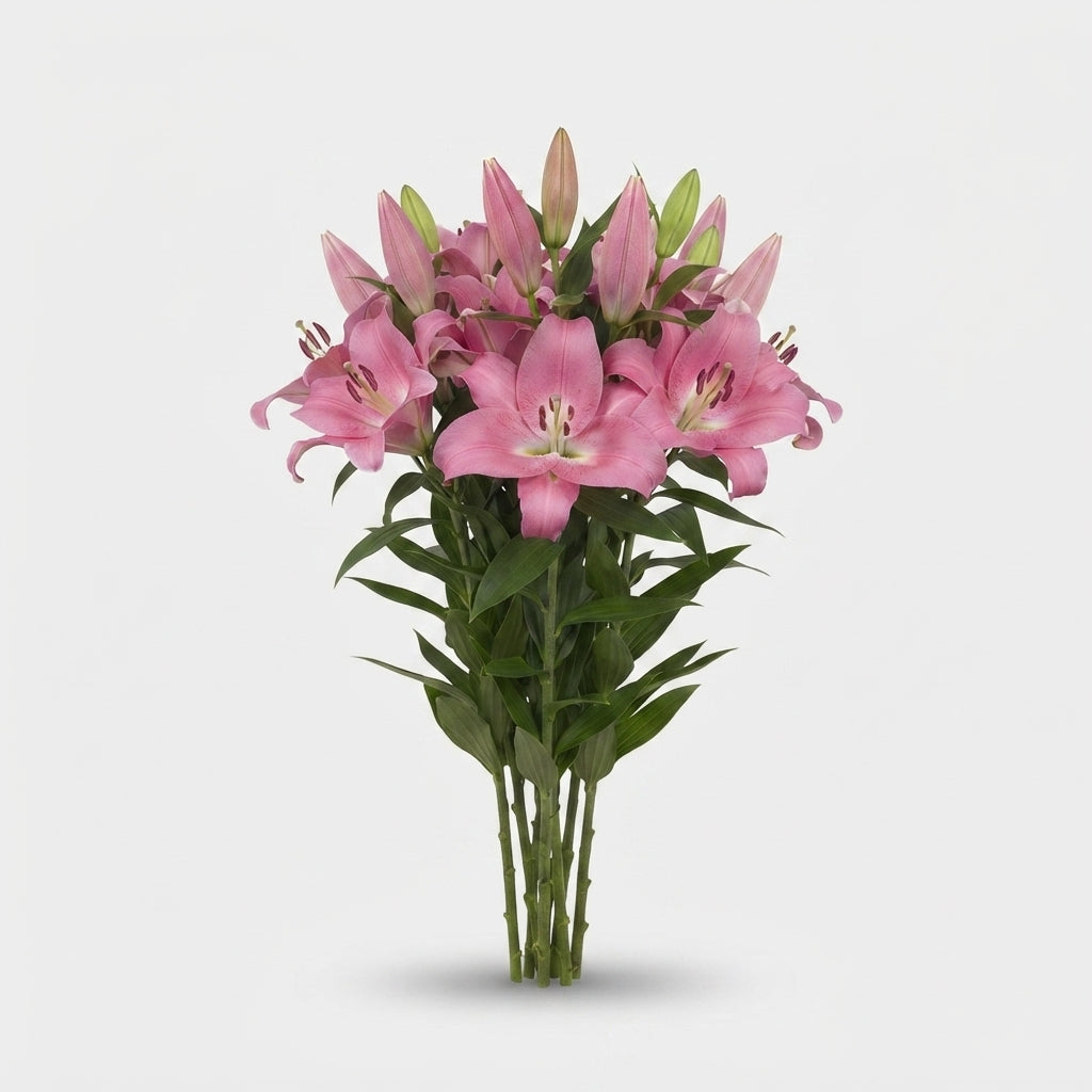 Lily - Lilium - Tabledance