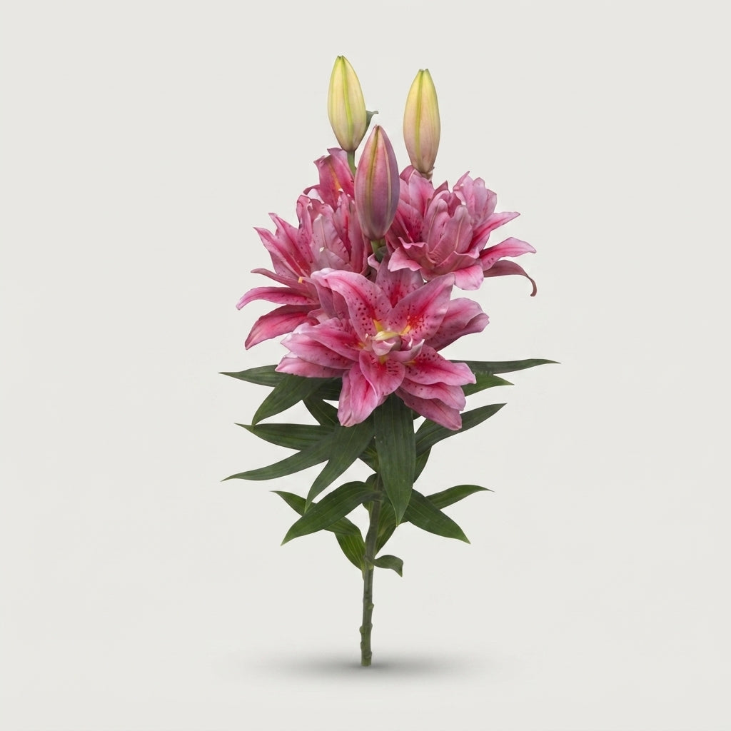 Double Lily - Lilium - Roselily Viola