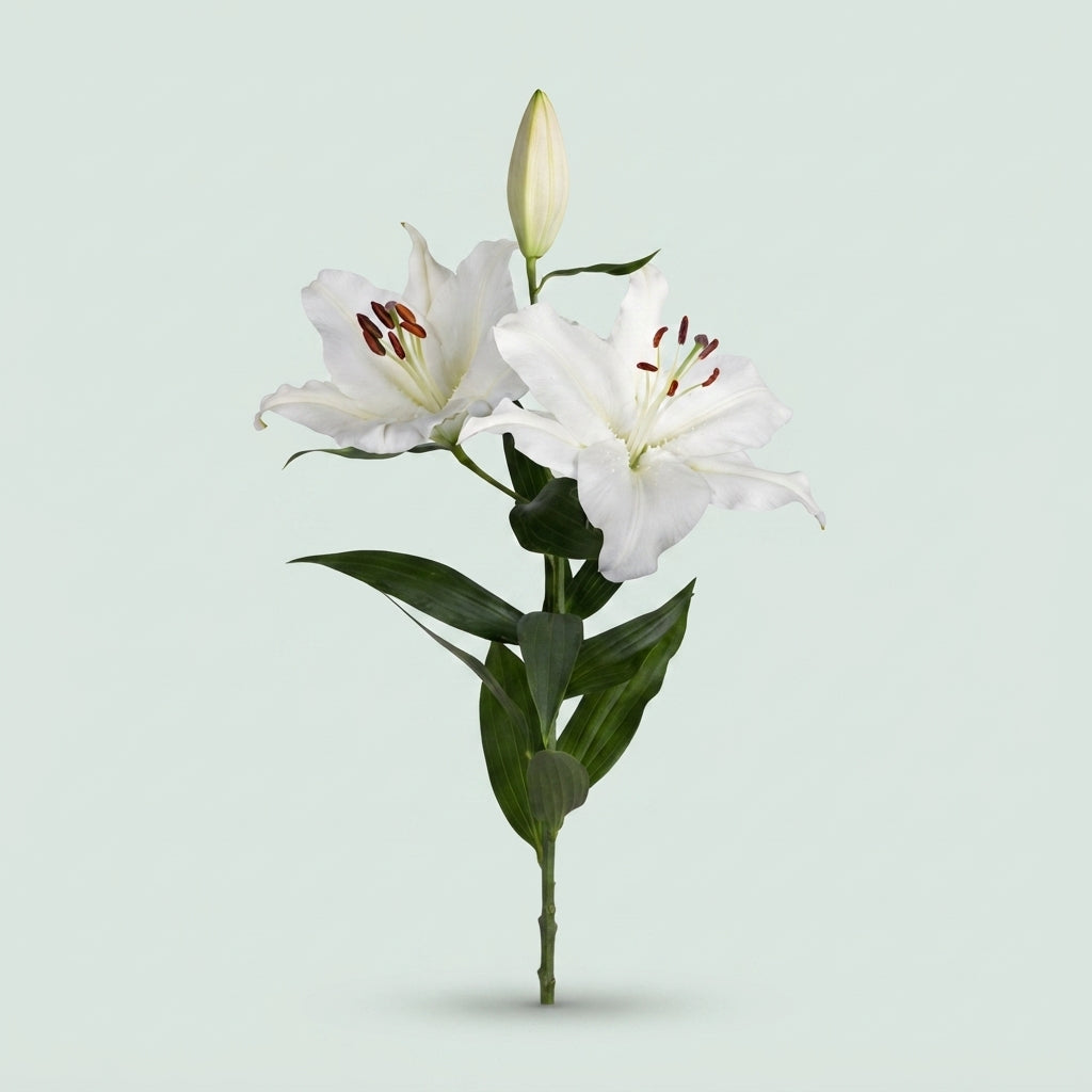 Lily - Lilium - Oriental Group