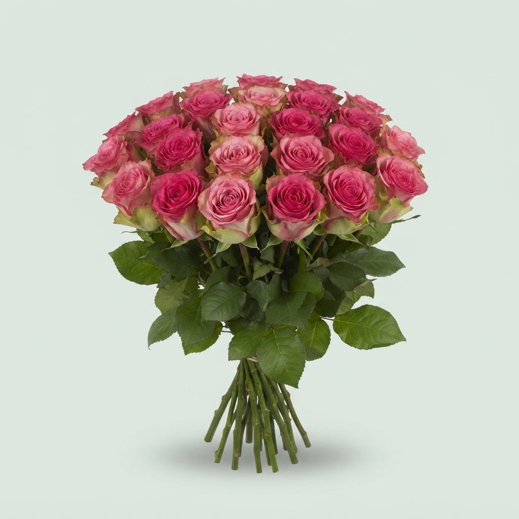 Rose - Rosa - Monique