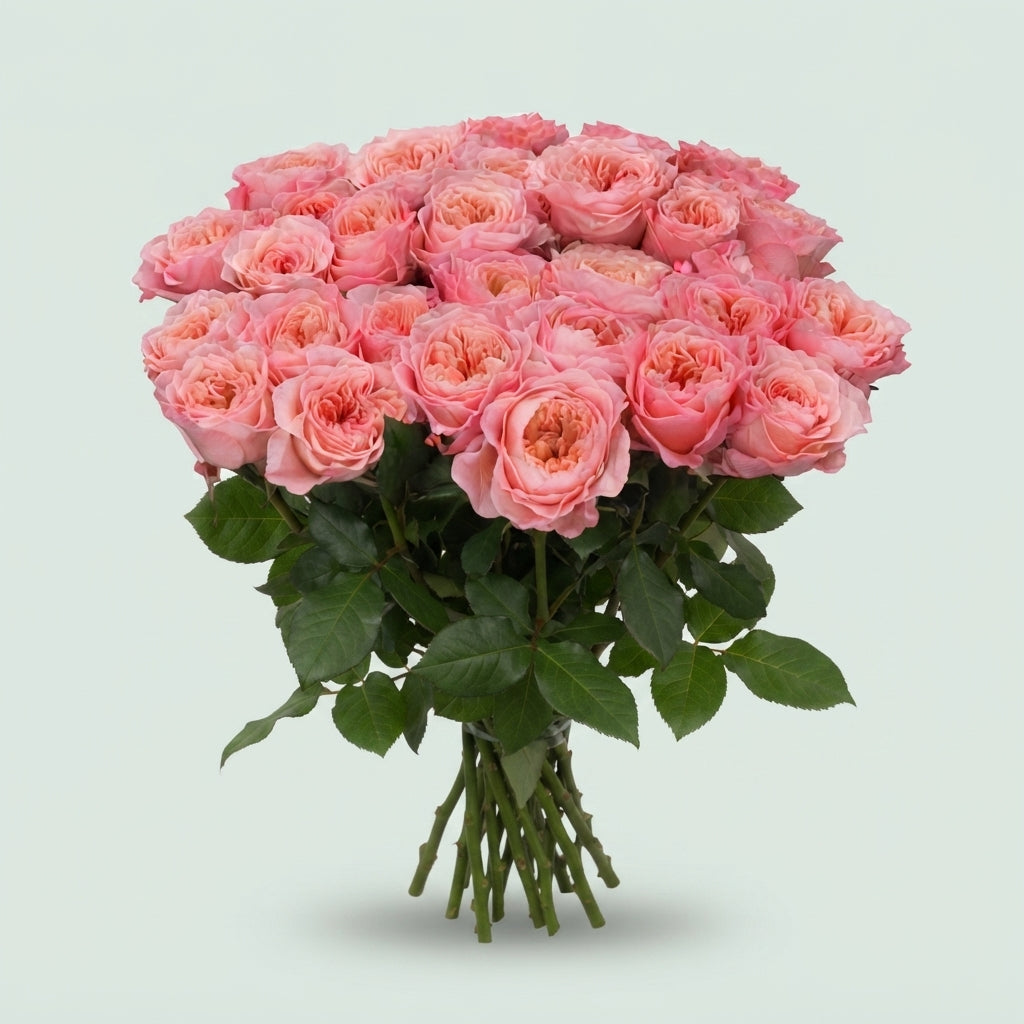 Rose - Rosa - Mayfield