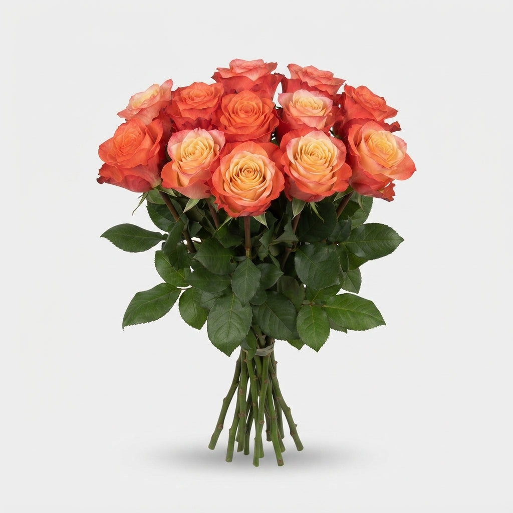 Rose - Rosa - Mai Tai