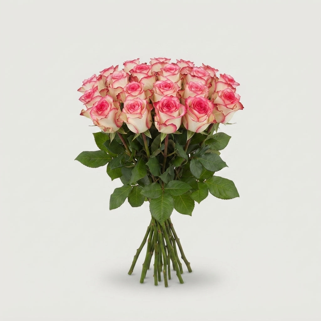 Rose - Rosa - Jumilia