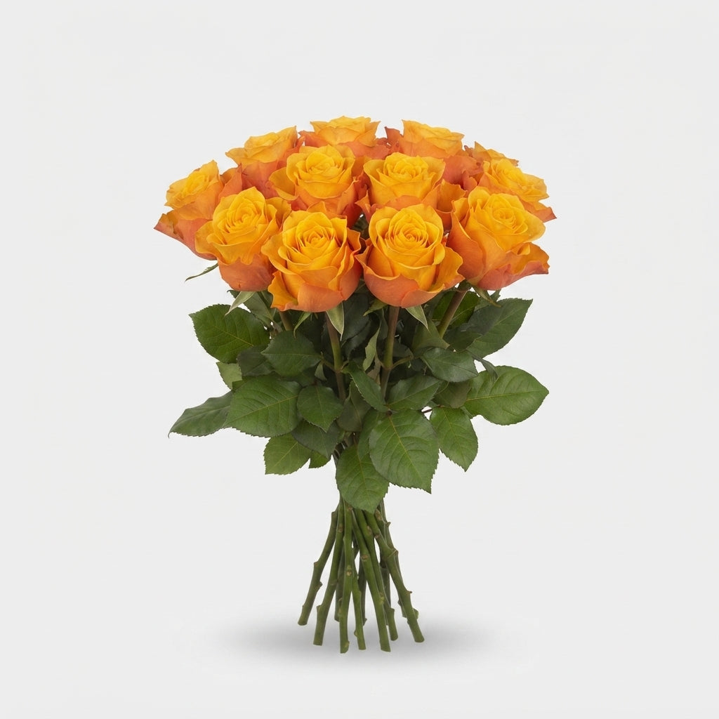 Rose - Rosa - Heliana Orange+