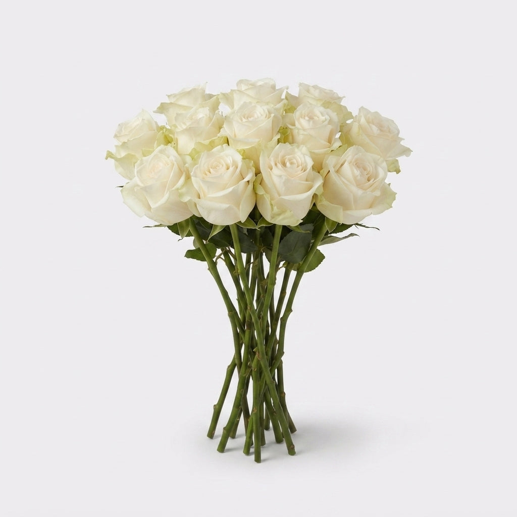 Rose - Rosa - Four Seasons+