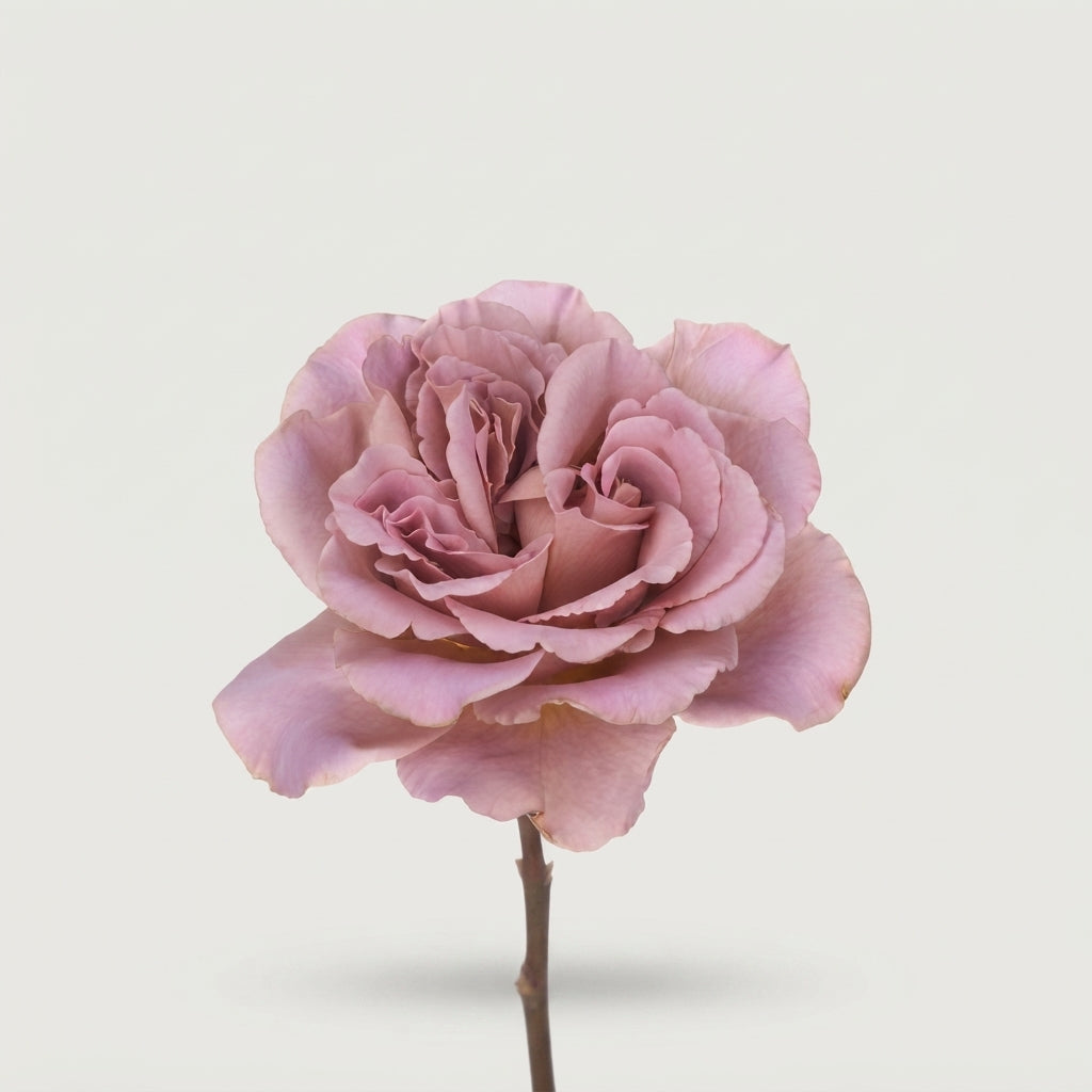 Rose - Rosa - Cafe Latte