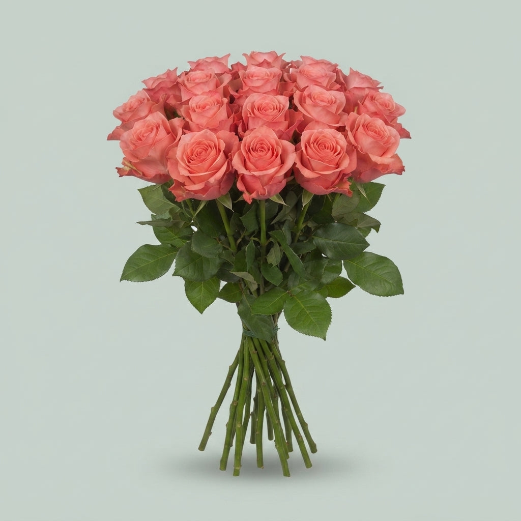 Rose - Rosa - Big Girl