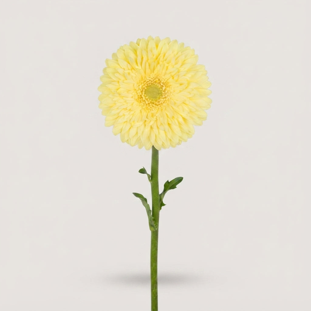 Gerbera - Gerbera - Full Moon