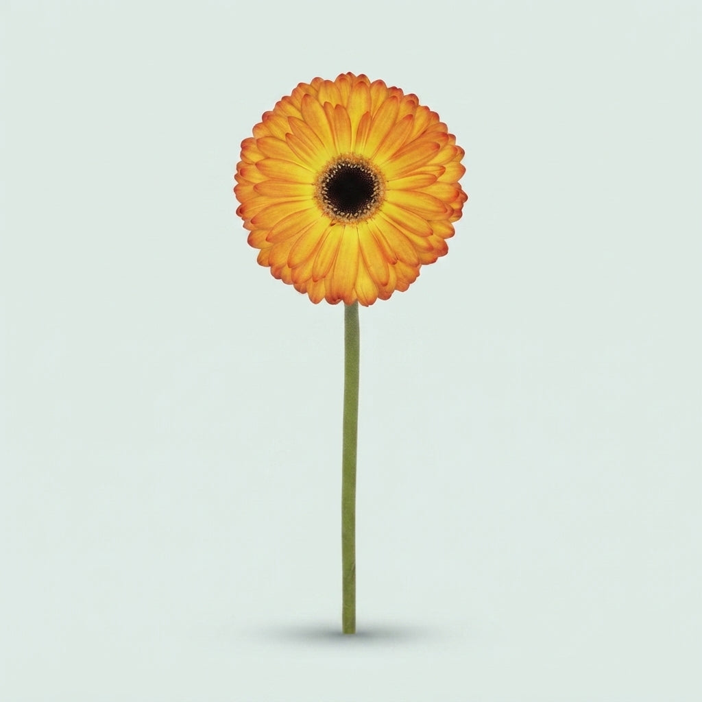Gerbera - Gerbera - Catwalk