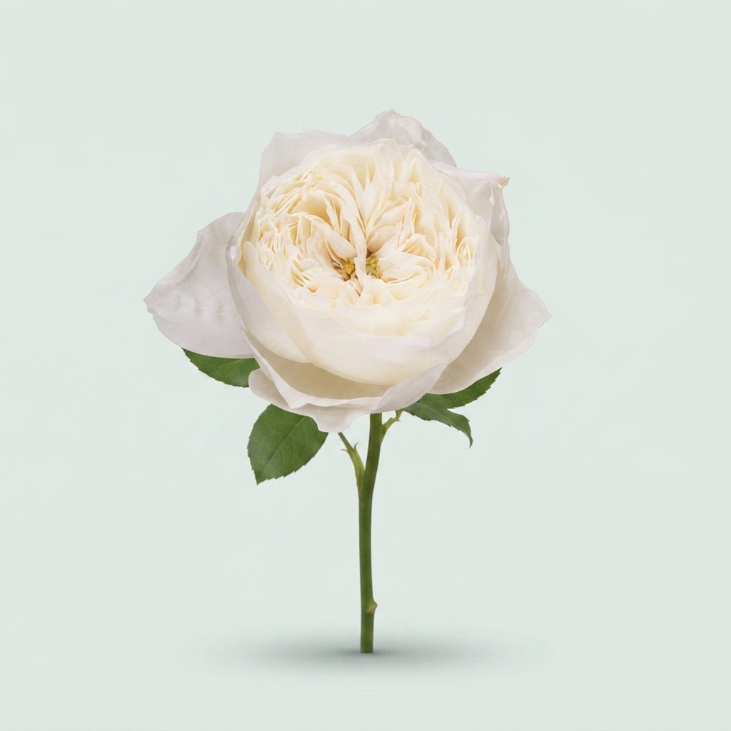 Rose Garden - Rosa - White Cloud