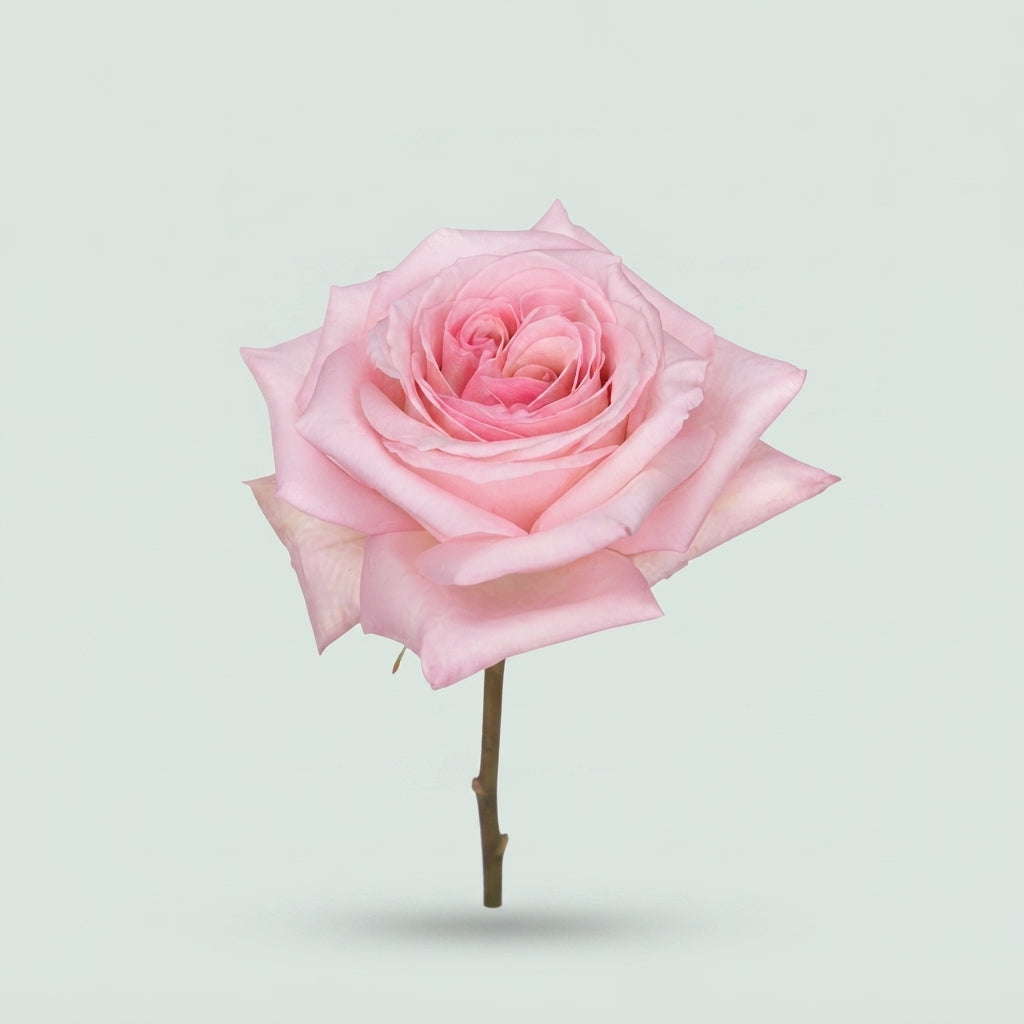 Rose - Rosa - O'Hara