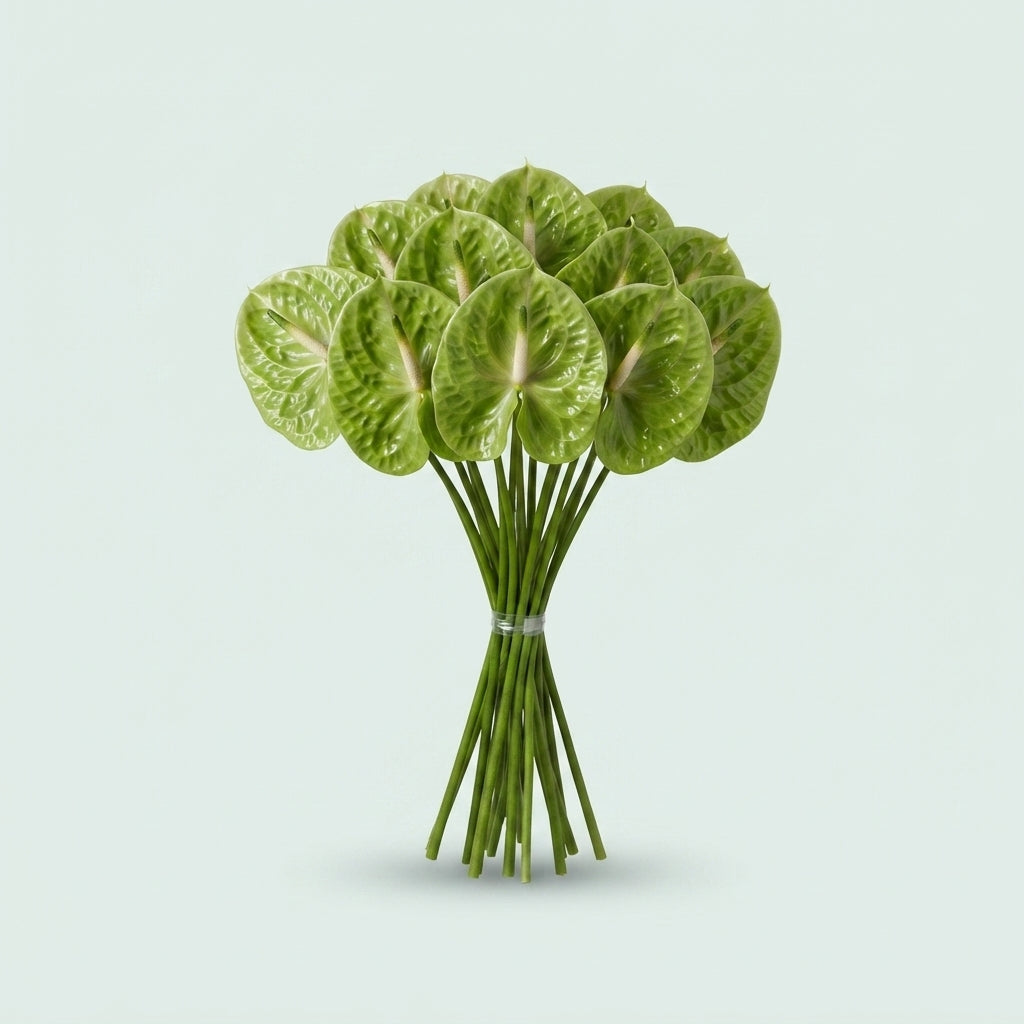 Green Anthurium Grand Slam Cut Flowers – 35cm Stems
