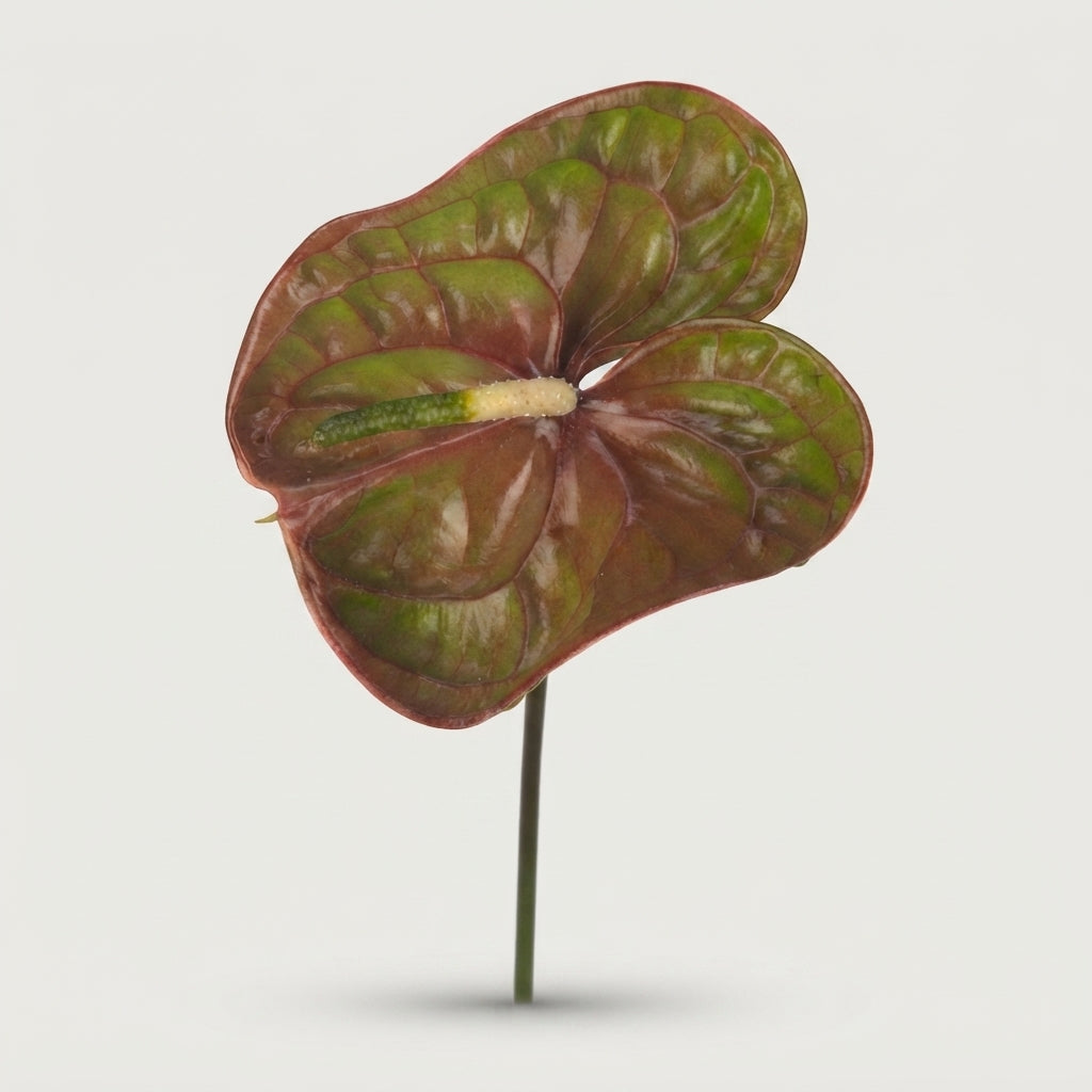 Green Anthurium ‘Elixer’ Cut Flowers – 35cm Stems