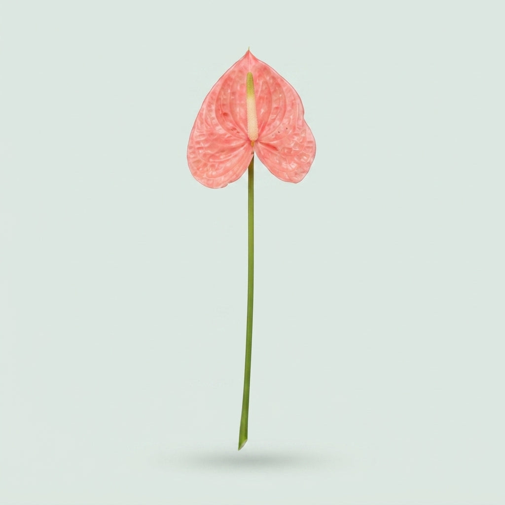 Pink Anthurium Antandra Cut Flowers – 55cm Stems