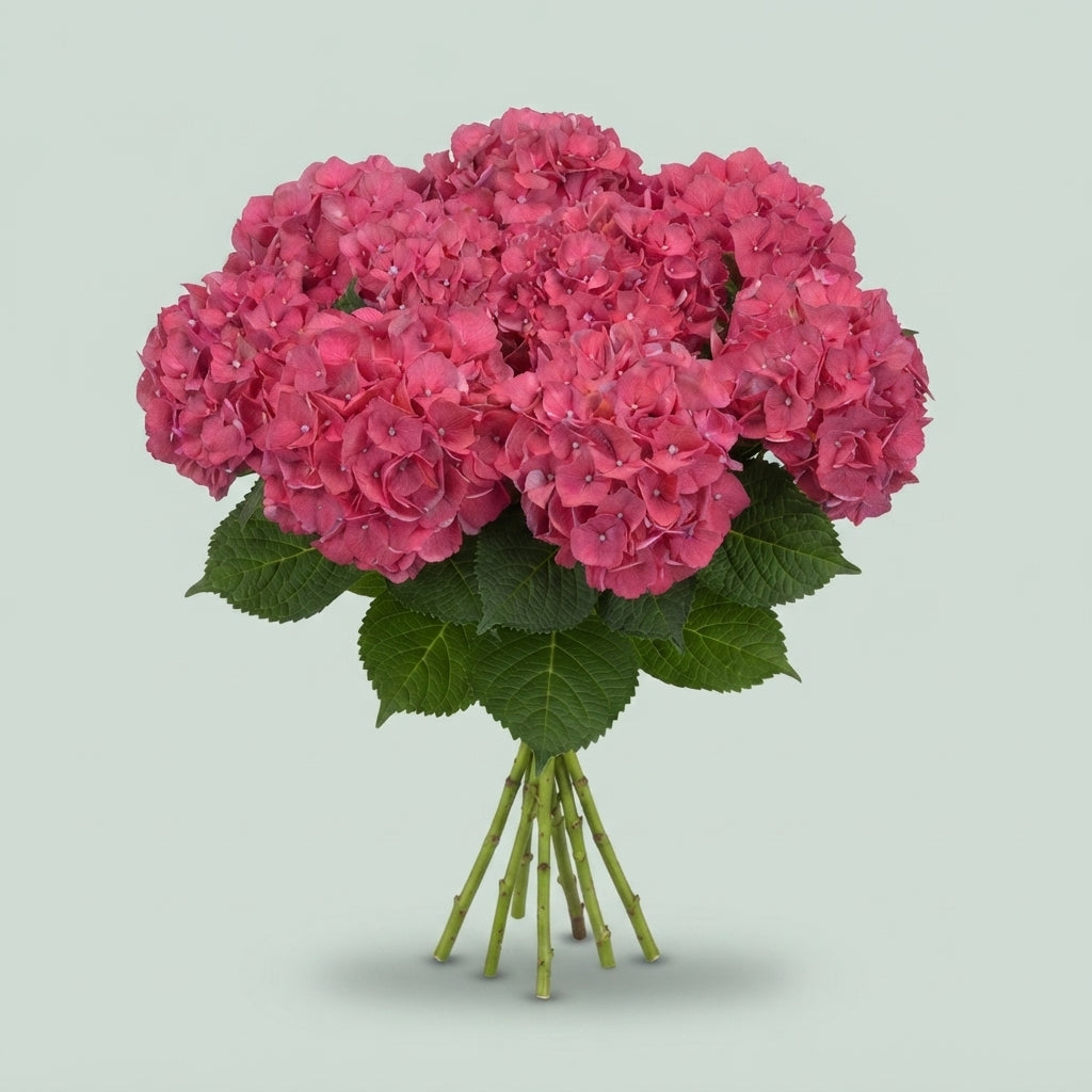 Hydrangea - Alpenglhen