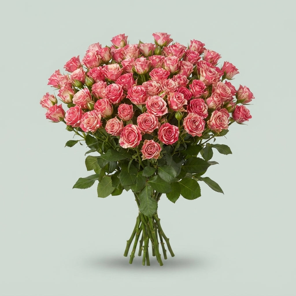 Spray Rose - Rosa - Fireworks