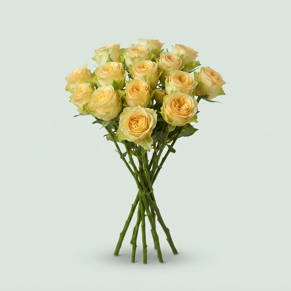 Spray Rose - Rosa - Bandolero