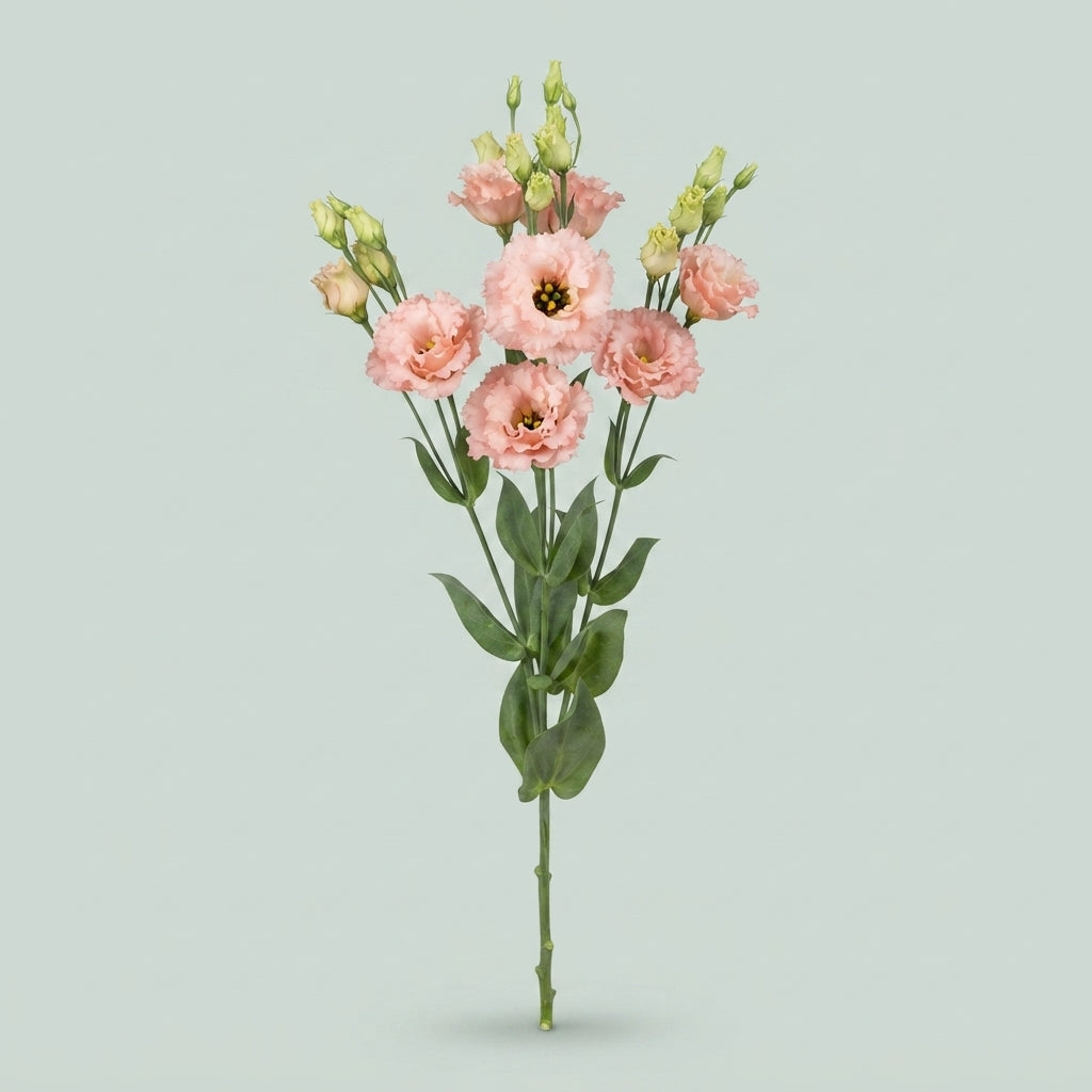 Alissa Peach Lisianthus Cut Flowers – 70cm, 10 Stems
