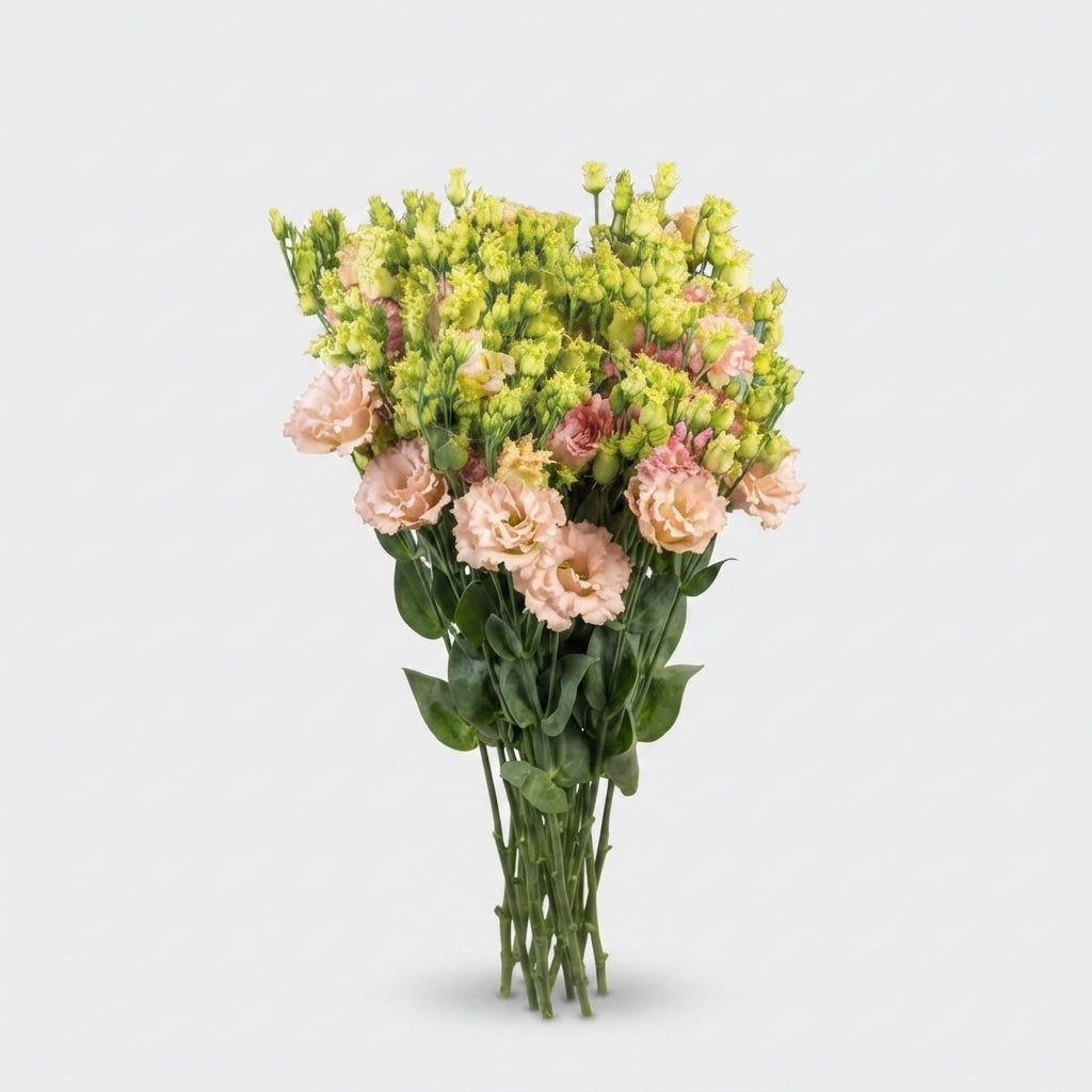 Alissa Champagne Lisianthus Cut Flowers – 70cm Stems