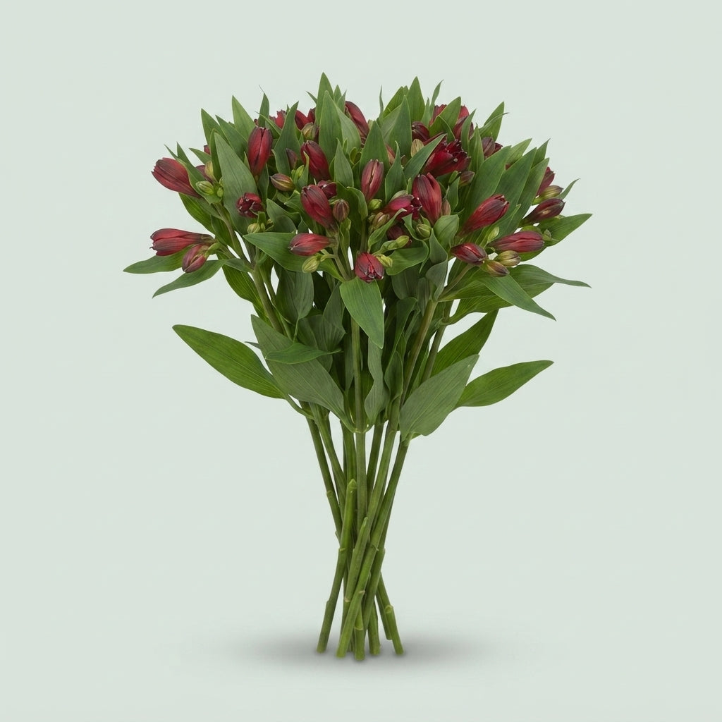 Alstroemeria Rumba