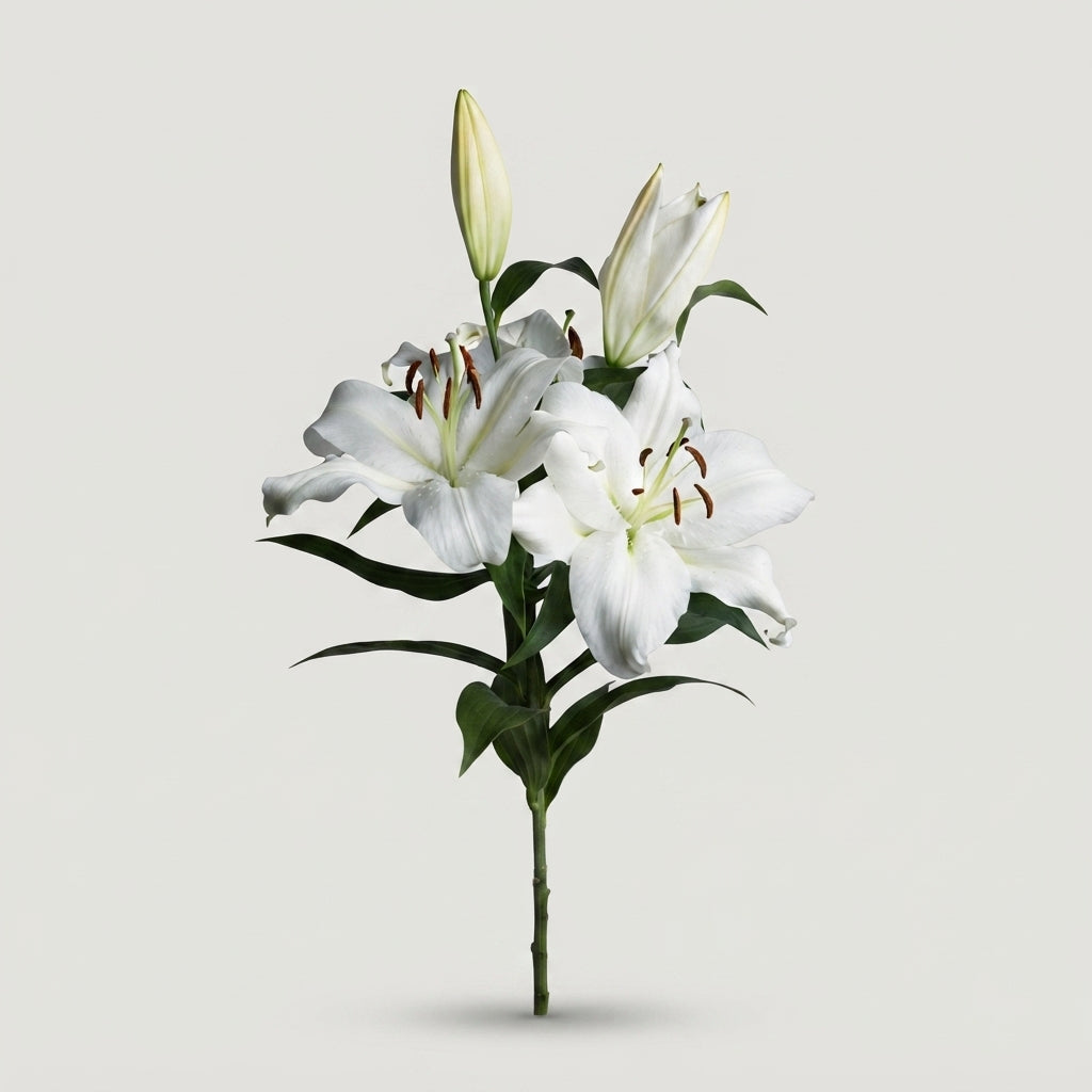 Lily - Lilium - Zambesi