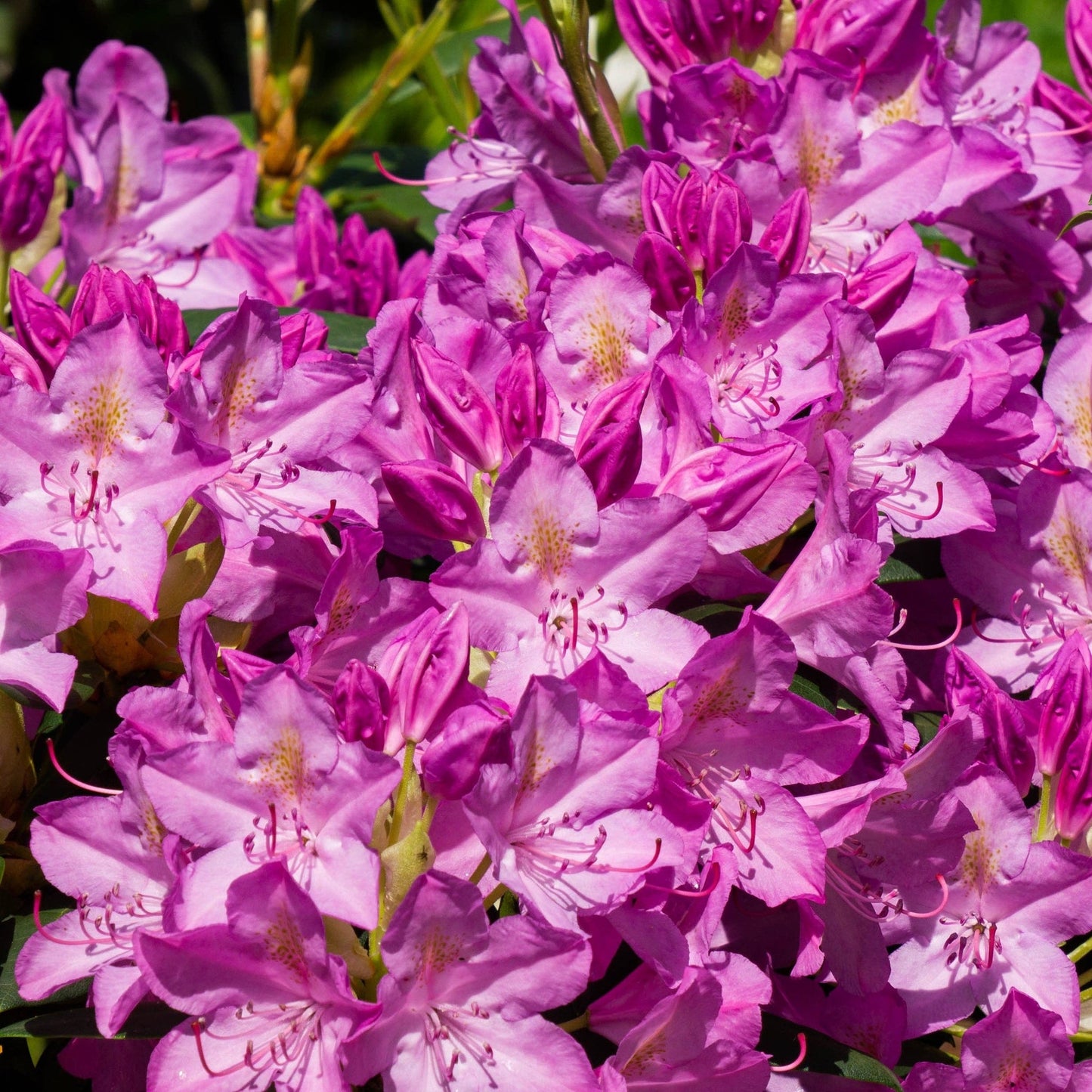 Rhododendron ponticum €˜Variegata€™ 5L