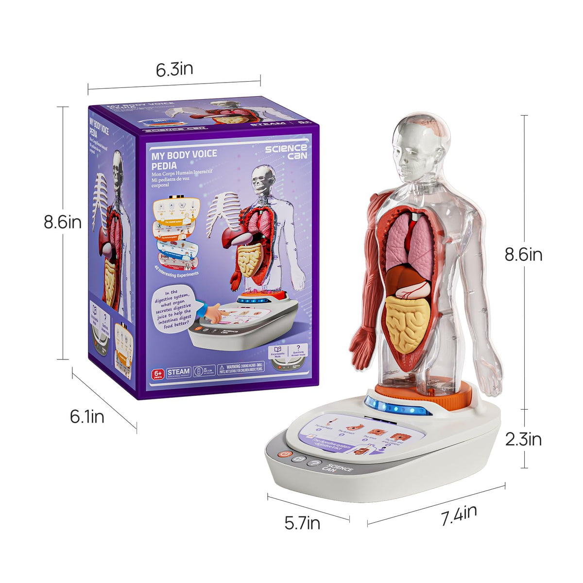 Science Can Human Body Model for Kids — 11-Inch Interactive Anatomy Kit with 15+ Removable Parts