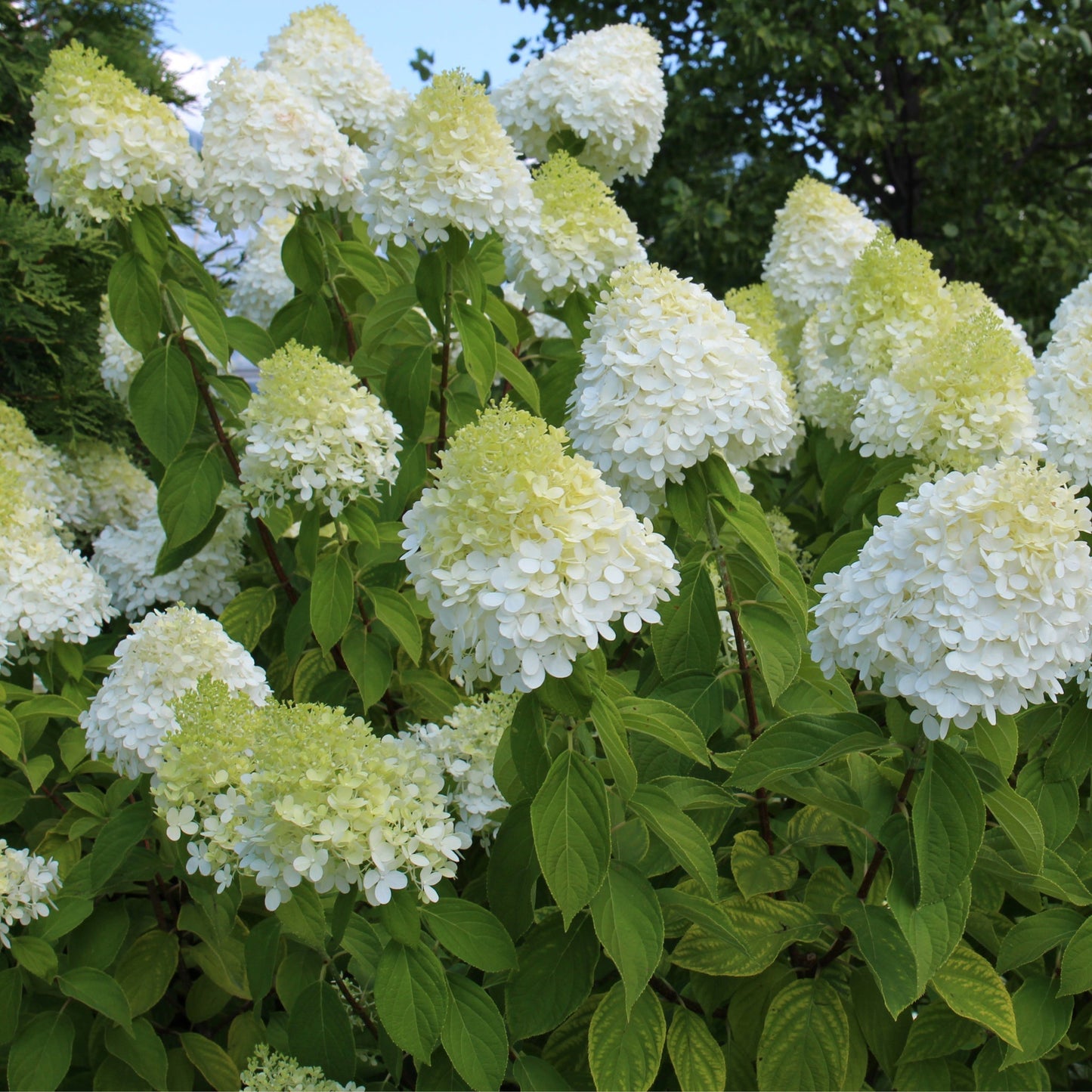 Hydrangea paniculata 'LimeLight€™ Tree 65L 170-190cm