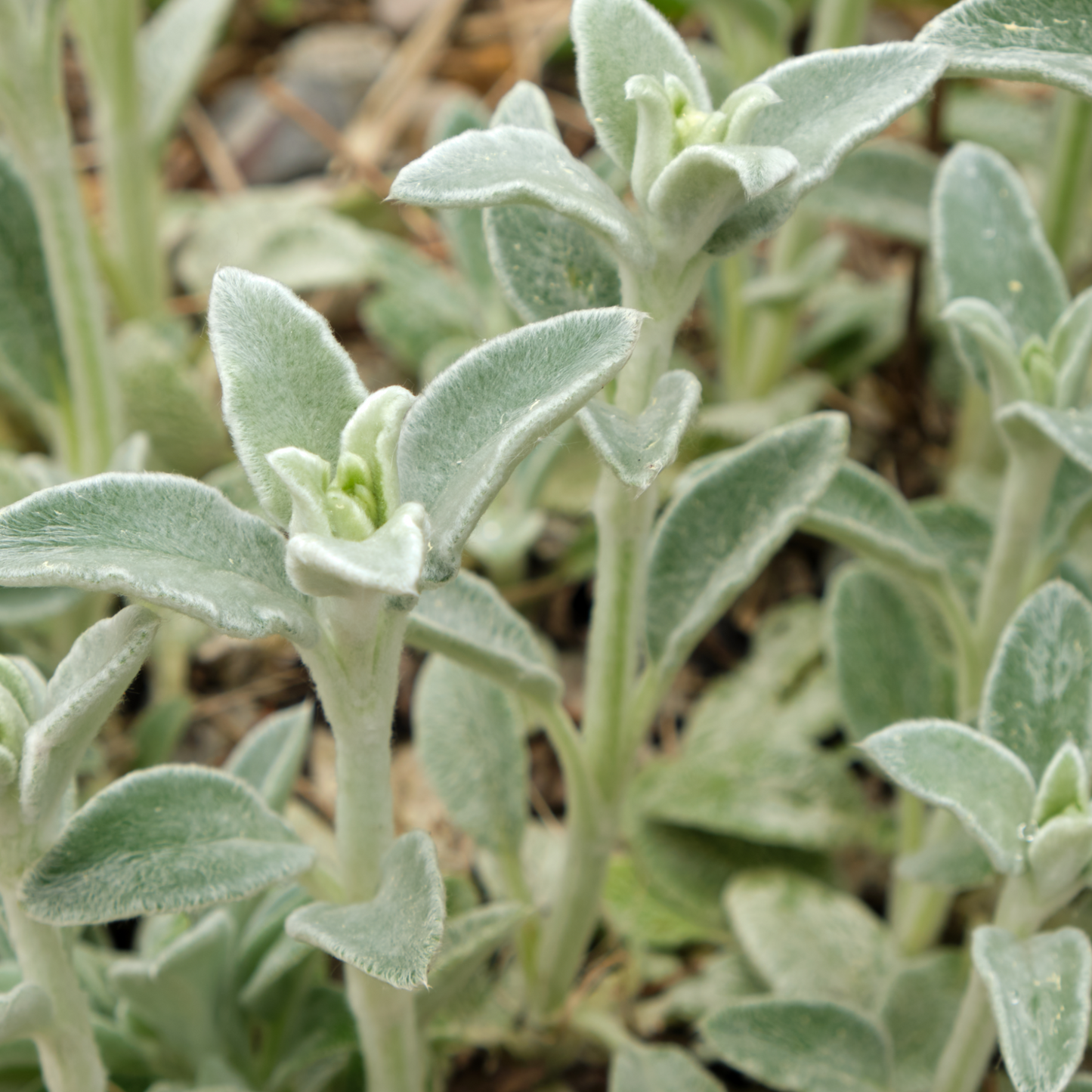 Stachys lanata 9cm 2L