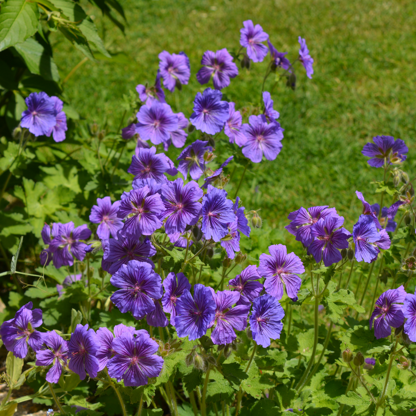Low Maintenance Perennials Ready-made Border