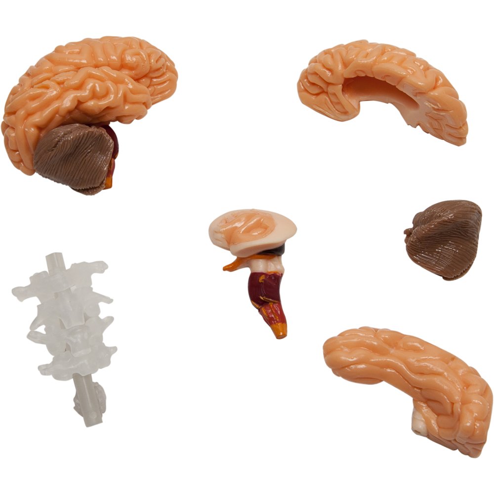 SMARTLAB Totally Squishy: 60-Piece Human Body Kit with 12-Inch Model & Glowing Eyeballs