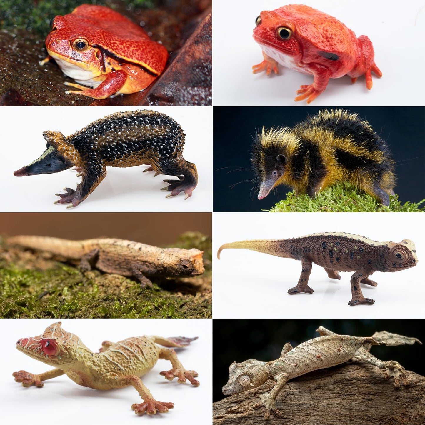 Toymany 12PCS Madagascar Animal Figurines Set — Realistic Jungle Toys for Kids and Collectors