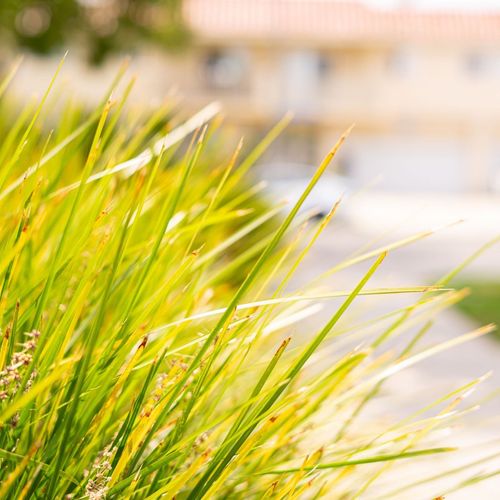 Lomandra longifolia 'Miner's Gold' 9cm